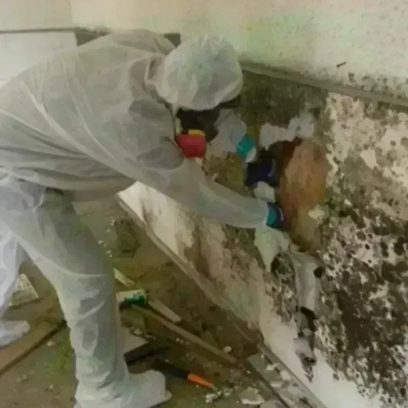 Mold Remediation and Removal in Findlay, OH